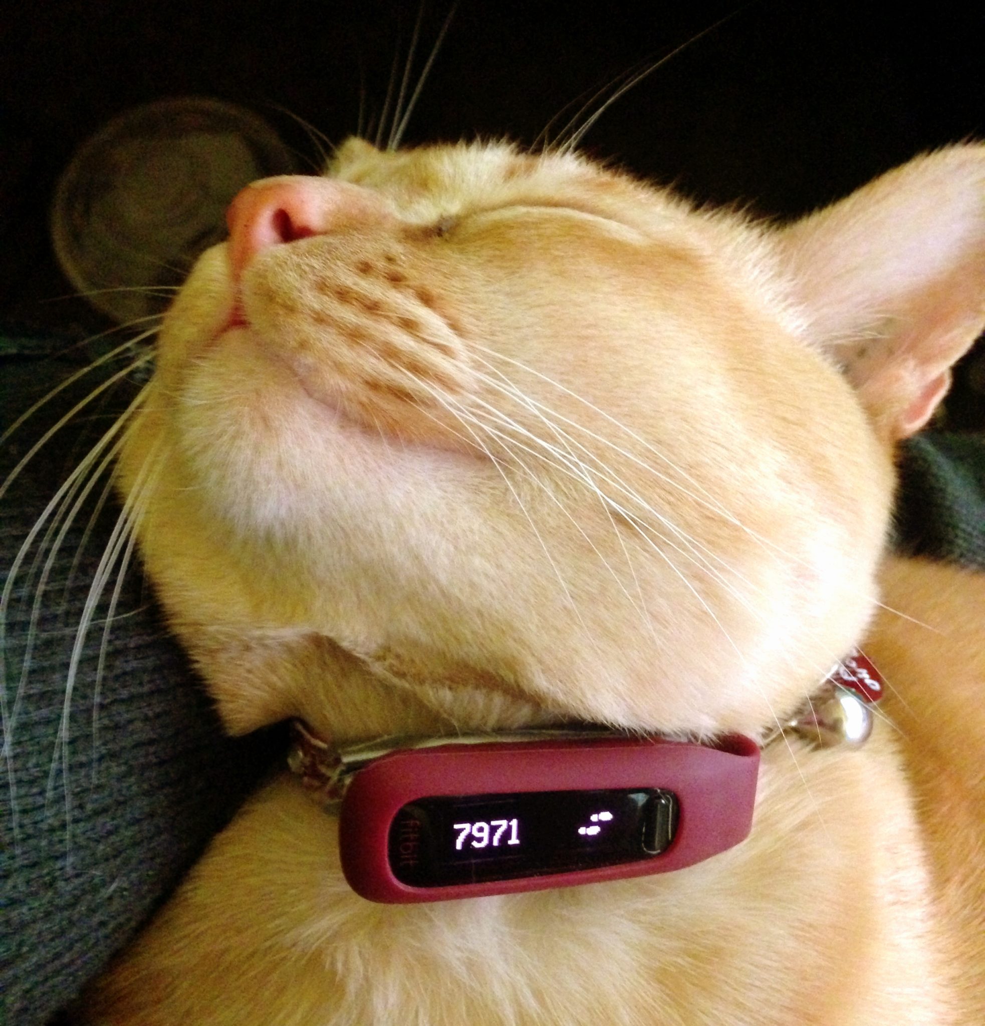 Cat Fitness Tracker Wearable Fitness Trackers